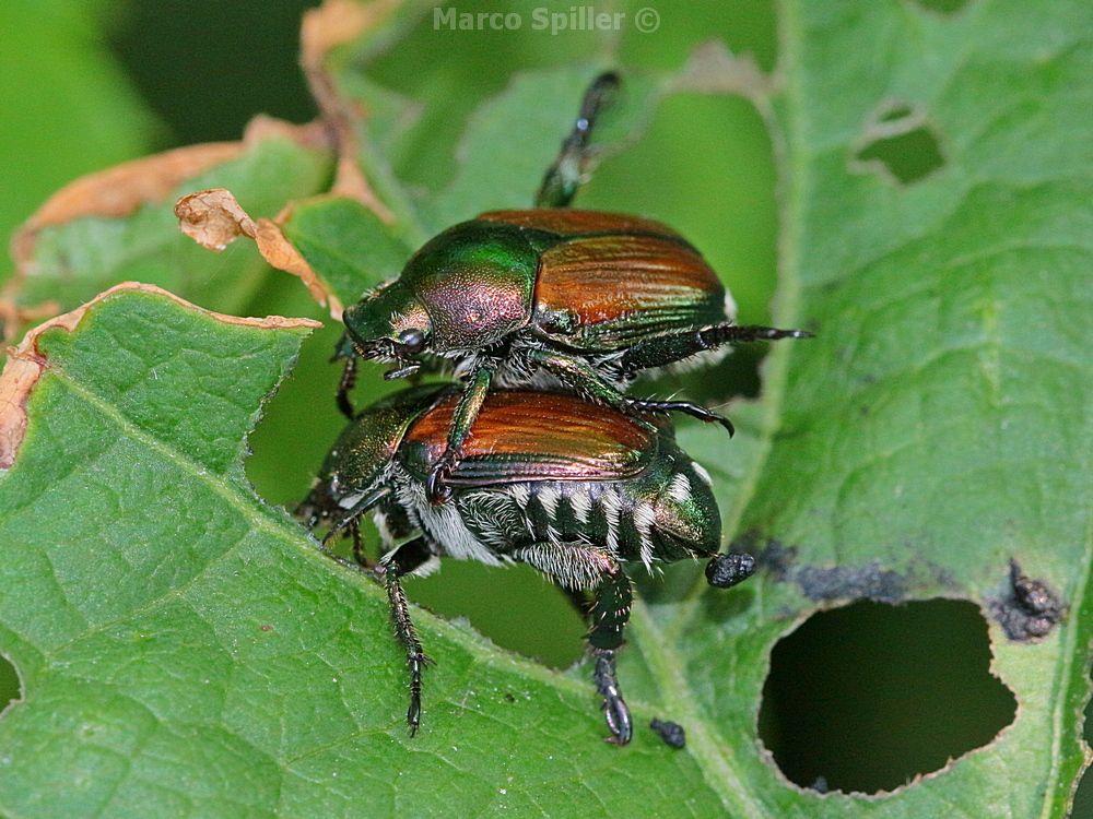 Rutelidae:  Popillia japonica